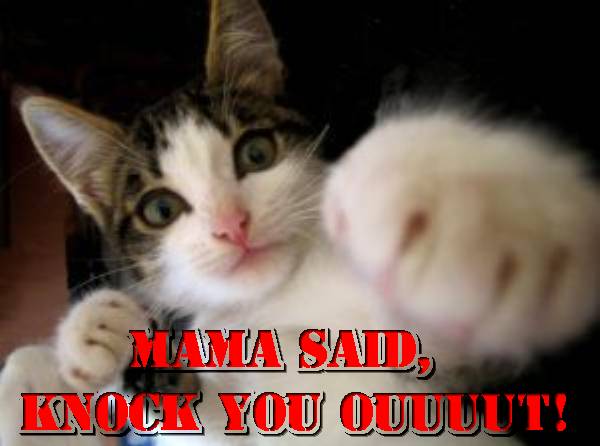 mama-said-knock-you-out-cat-cats-kitten-kitty-pic-picture-funny-lolcat-cute-fun-lovely-photo-images.jpg