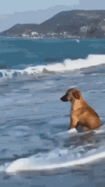 beach-dog.gif
