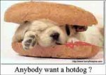 hotdog.jpg