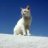 WhiteCat