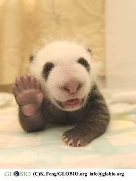 Panda_Hello.jpg