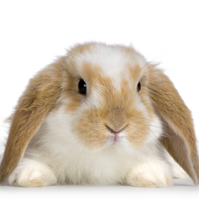 bunny.jpg